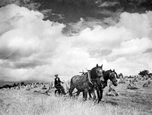 アイリッシュライグラスの収穫、1940年